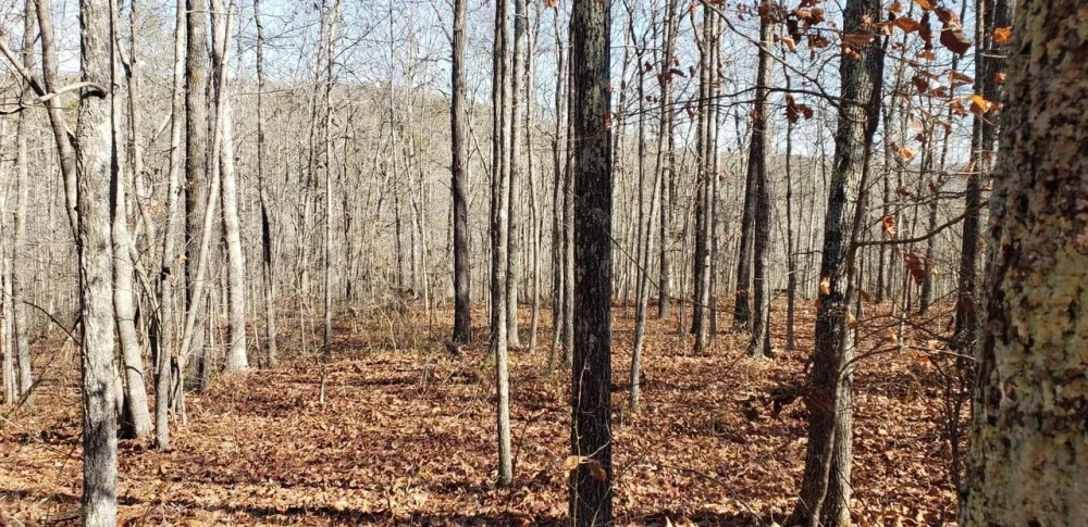 65 Acres in Van Buren County Arkansas featured image