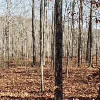 65 Acres in Van Buren County Arkansas