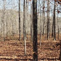 65 Acres in Van Buren County Arkansas images 3