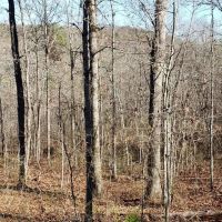 65 Acres in Van Buren County Arkansas images 4
