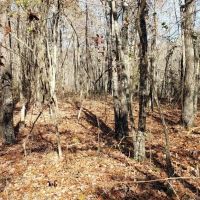 65 Acres in Van Buren County Arkansas images 5