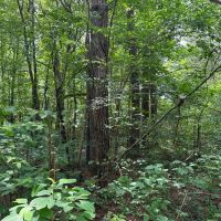 101 - Acres in Union County images 5