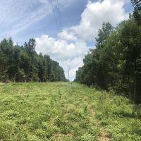 245 acres Greene Co. AL Eutaw images 2