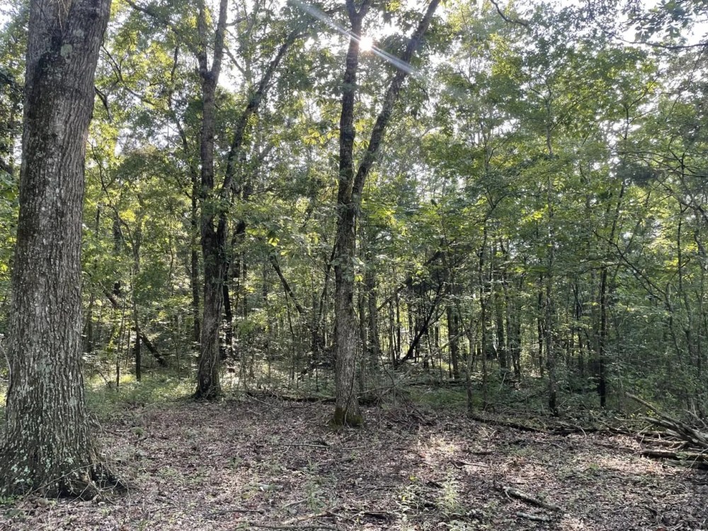 55 - Acres in Morgan County AL featured image
