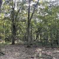 55 - Acres in Morgan County AL