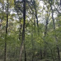 55 - Acres in Morgan County AL images 3