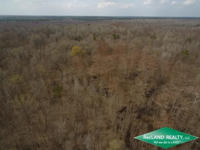 40 ac - Bottomland Hunting Tract featured image
