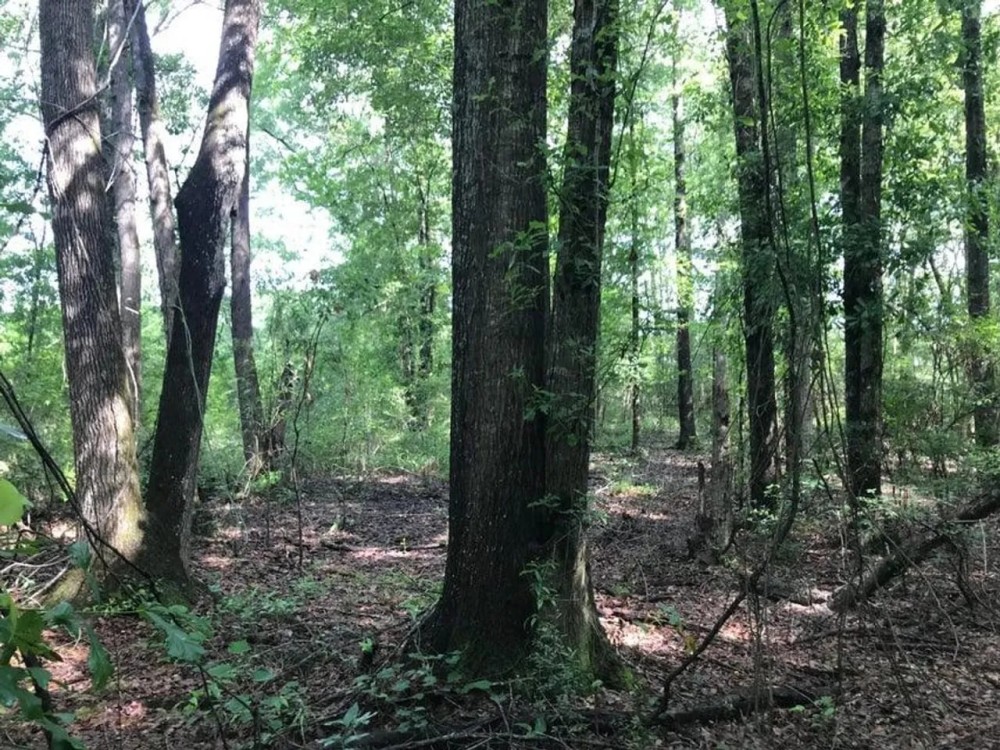 50 Acres Wooded Land for Sale Forrest County MS featured image