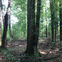 50 Acres Wooded Land for Sale Forrest County MS