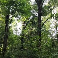 50 Acres Wooded Land for Sale Forrest County MS images 3