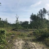 50 Acres Wooded Land for Sale Forrest County MS images 4