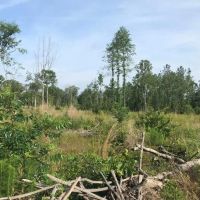 50 Acres Wooded Land for Sale Forrest County MS images 5