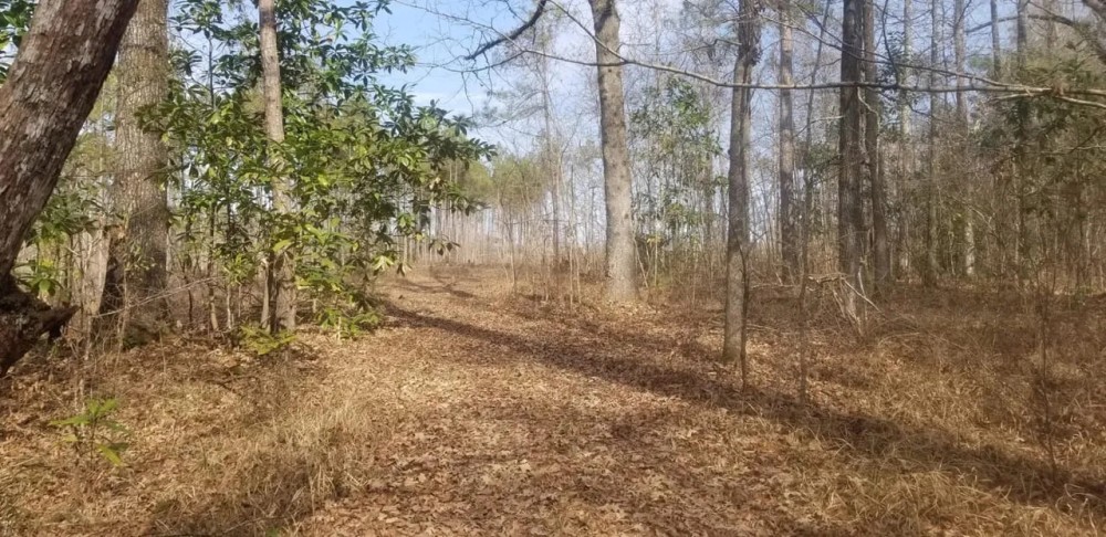 Kelly Road Mixed Timber Tract LaSalle Parish 74.71 Acres - featured image
