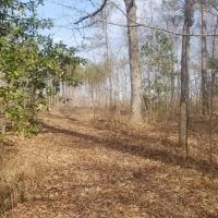 Kelly Road Mixed Timber Tract LaSalle Parish 74.71 Acres - images 1