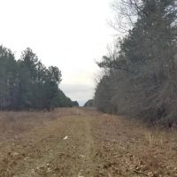 Kelly Road Mixed Timber Tract LaSalle Parish 74.71 Acres - images 2