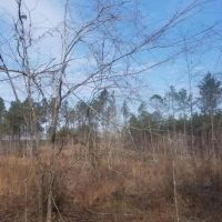 Kelly Road Mixed Timber Tract LaSalle Parish 74.71 Acres - images 3