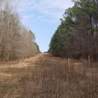 Kelly Road Mixed Timber Tract LaSalle Parish 74.71 Acres - images 4