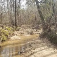 Kelly Road Mixed Timber Tract LaSalle Parish 74.71 Acres - images 5