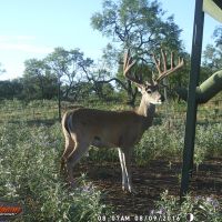 Guided management and trophy whitetail hunts in the Texas Hill Country