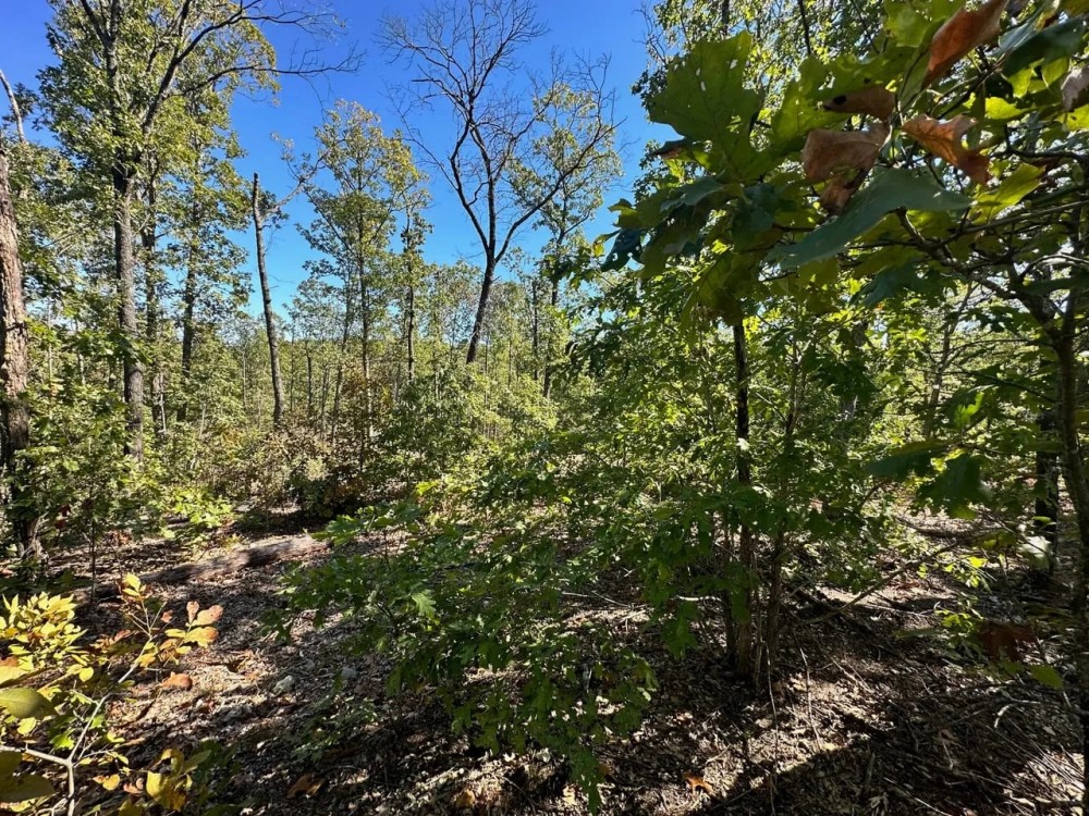 Elk Creek Acres-Tract 1B featured image