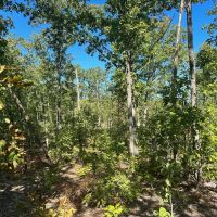 Elk Creek Acres-Tract 1B images 2