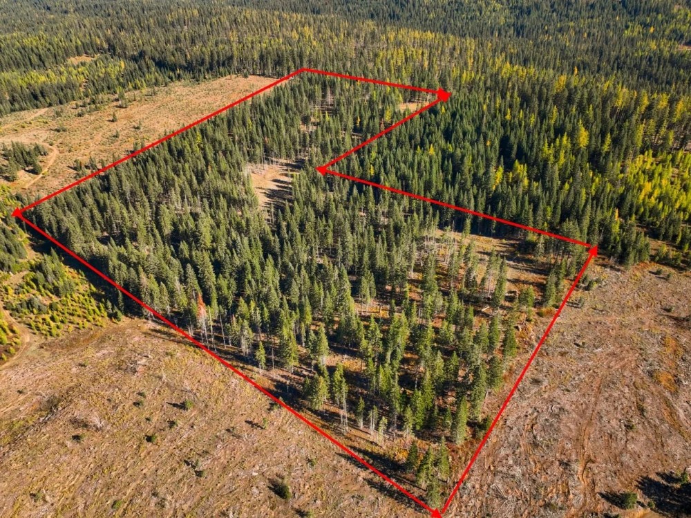 Hirst Spring Timber Tract featured image