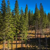Hirst Spring Timber Tract images 2