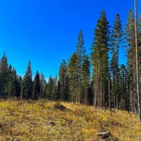 Hirst Spring Timber Tract images 3