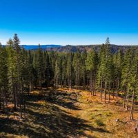 Hirst Spring Timber Tract images 4