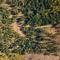Hirst Spring Timber Tract images 5