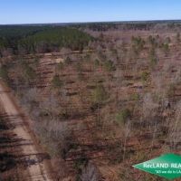 11.69 ac - Wooded Tract for Home Site Hunting images 3