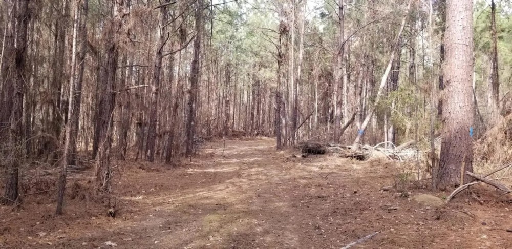 Washer Road Eighty LaSalle Parish 80 Acres - featured image
