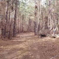 Washer Road Eighty LaSalle Parish 80 Acres -