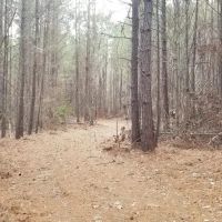 Washer Road Eighty LaSalle Parish 80 Acres - images 2
