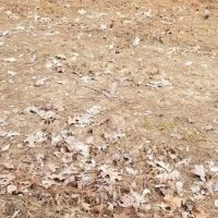 Washer Road Eighty LaSalle Parish 80 Acres - images 3