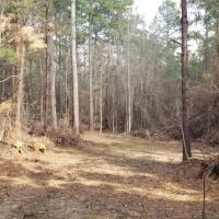 Washer Road Eighty LaSalle Parish 80 Acres - images 4