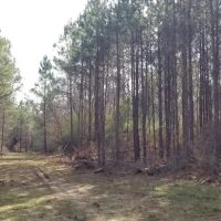 Washer Road Eighty LaSalle Parish 80 Acres - images 5