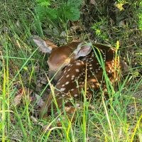 80 Acres by Pomme De Terre Lake images 5