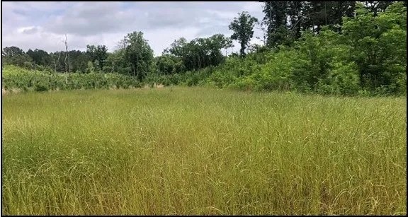 34.2 Acres in Attala County in Sallis MS featured image