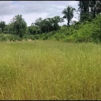 34.2 Acres in Attala County in Sallis MS
