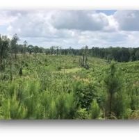 34.2 Acres in Attala County in Sallis MS images 2