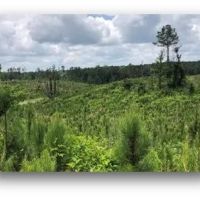 34.2 Acres in Attala County in Sallis MS images 3