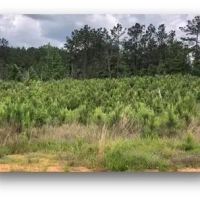 34.2 Acres in Attala County in Sallis MS images 4