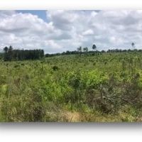 34.2 Acres in Attala County in Sallis MS images 5