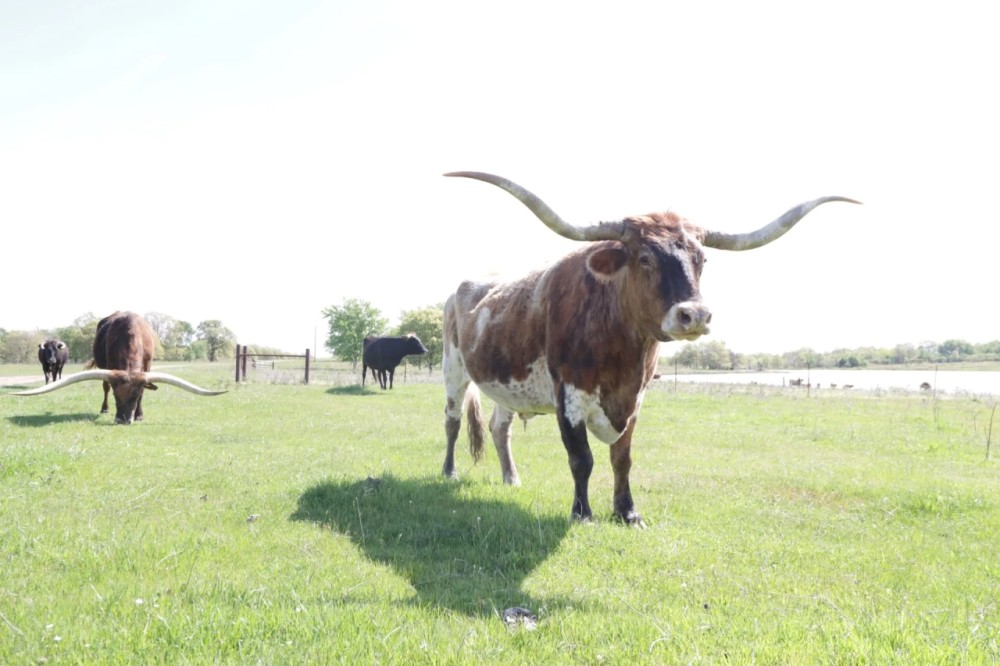 Morris Cattle Company featured image