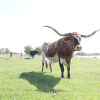 Morris Cattle Company