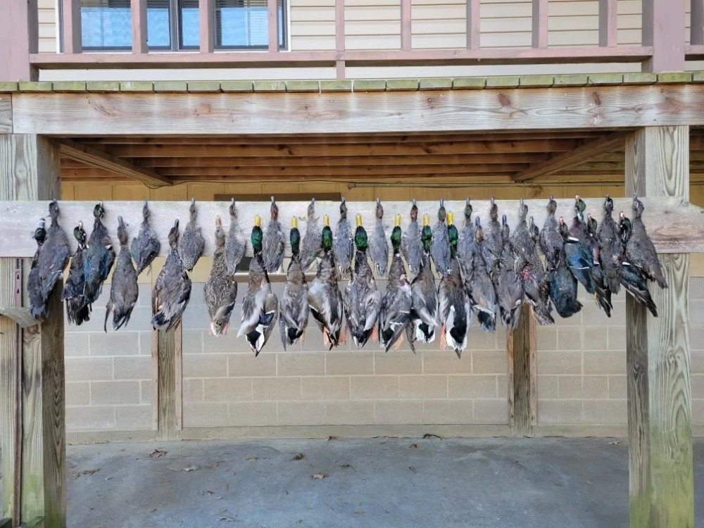 1445 Acres 5 Star Hunting Club in Carroll County in Carrollton MS featured image