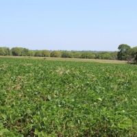 40 Acres m l images 2