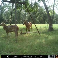 Beautiful 400 plus acres Wooded, Fields, Stream, Stands
