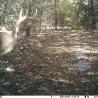 Grayson County land for sale near Lake Texoma images 3